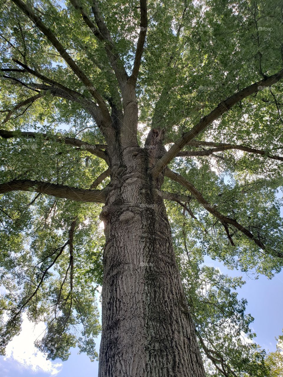 Tree, bottom to top