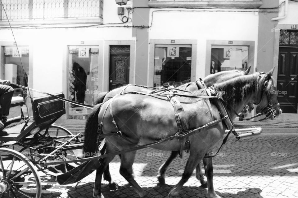 Horses and carriage, B&W Photo 