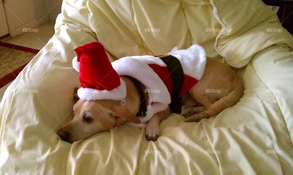 Dog In Santa Claus Clothes