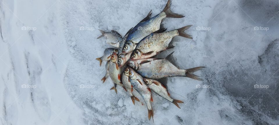 Spring, nature, fishing, sun, lake, reeds