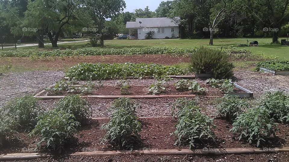 community garden. you plant and weed in this garden then you can have some veggies