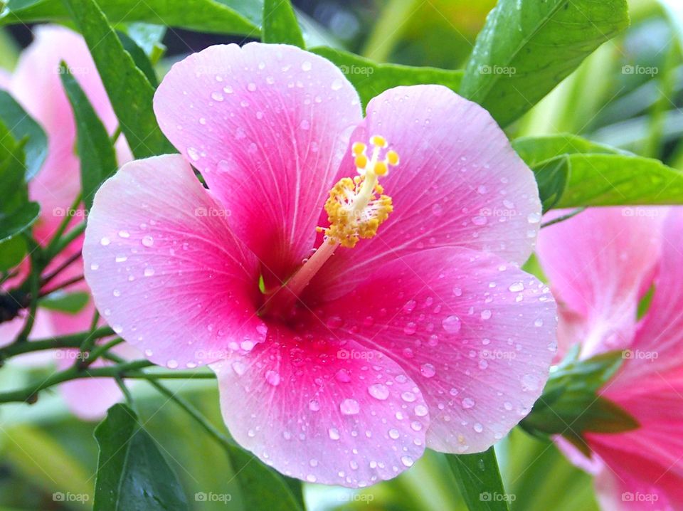 Pink hibiscus with rain drops