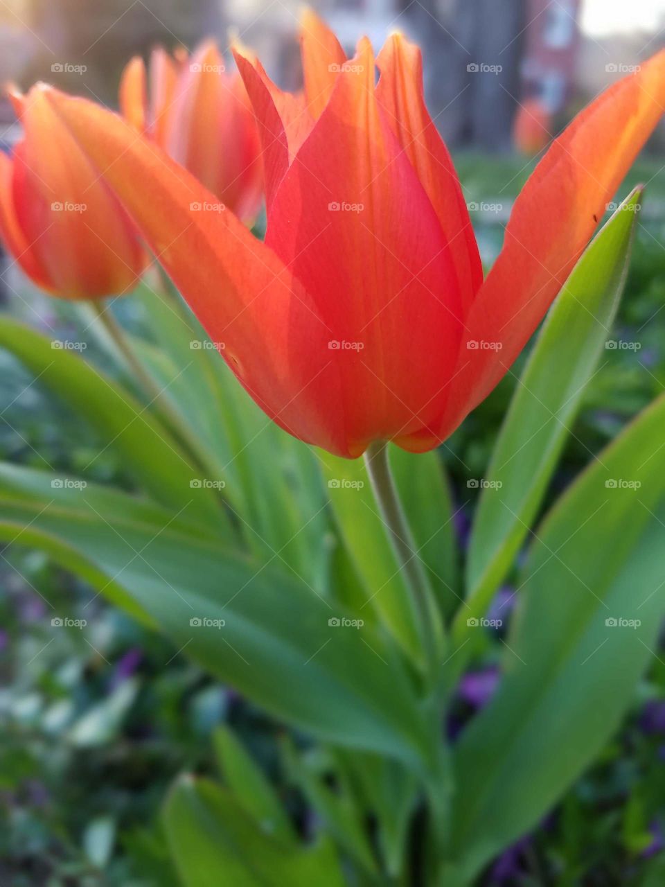 happy tulip
