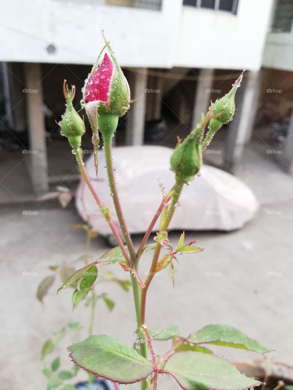 small little kali of rose flowers when first time flowers remove it's branch on flowers