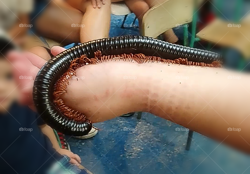 Wow this millipede feel like a little brush on my skin