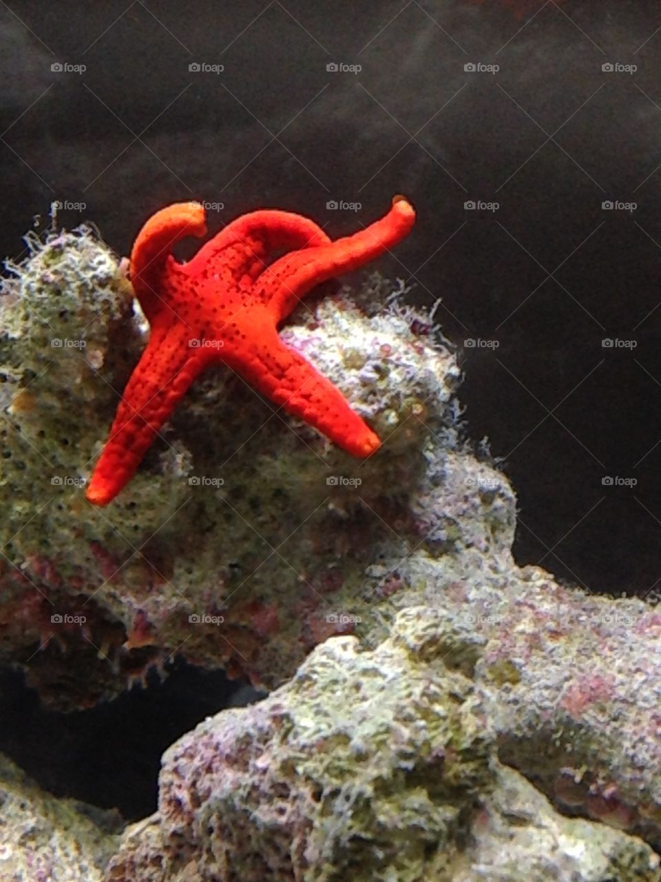 Starfish red saltwater 