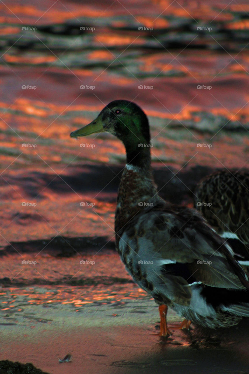 A Duck at Sunset