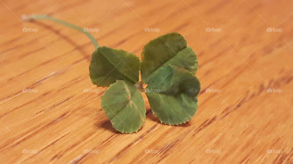 four leaf clover