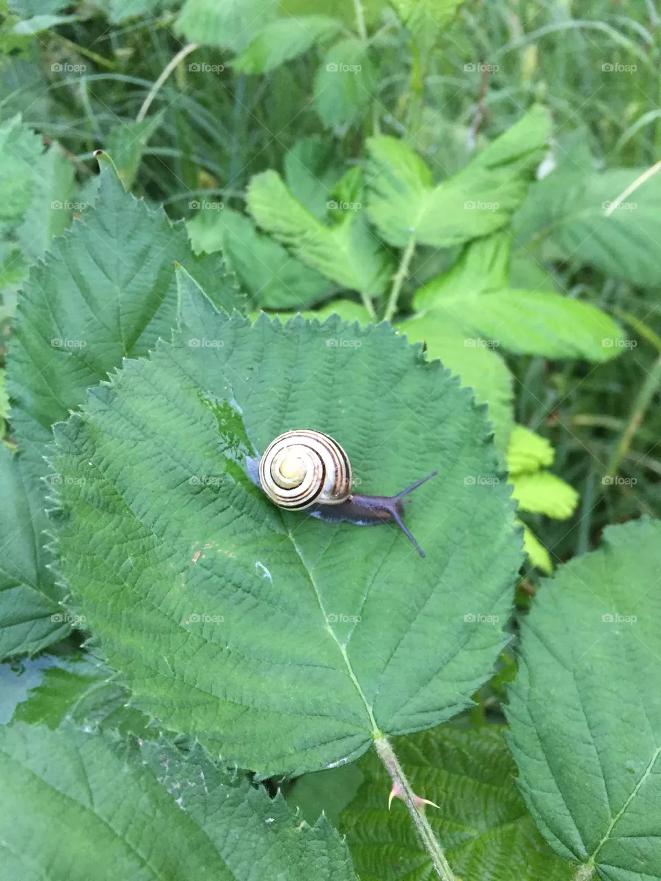 Einsam alleine im Wald 