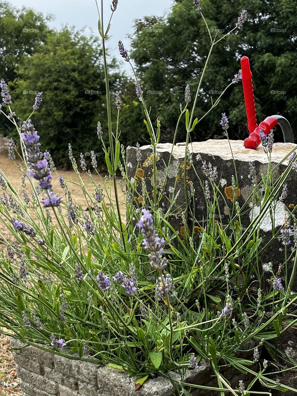 Purple lavender plants 