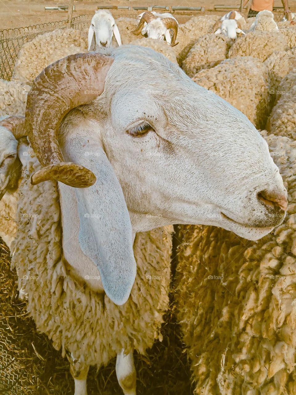 close-up of a sheep's head