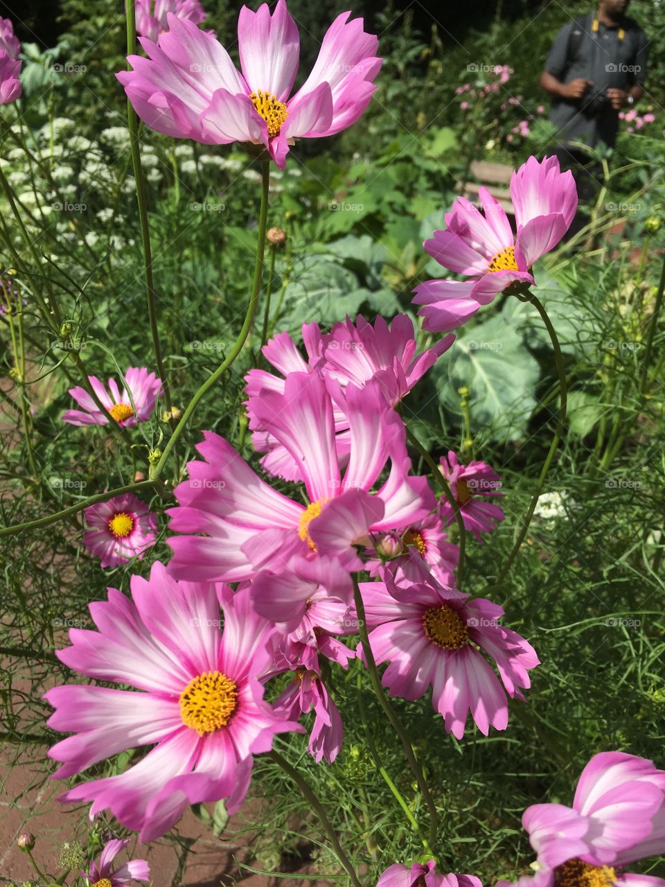 Beautiful flowers at the Brooklyn Botanical Garden