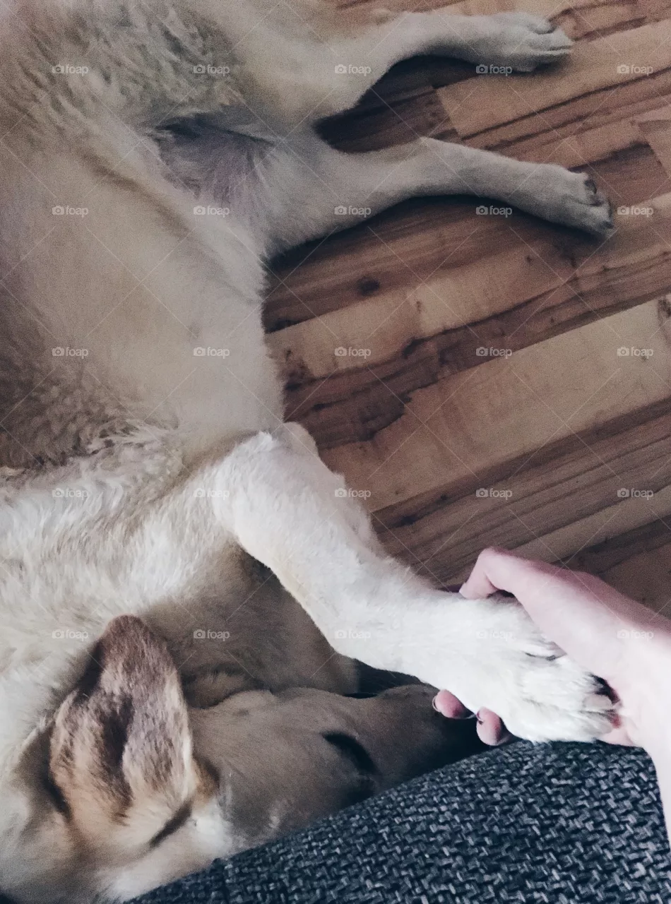 Dog love 