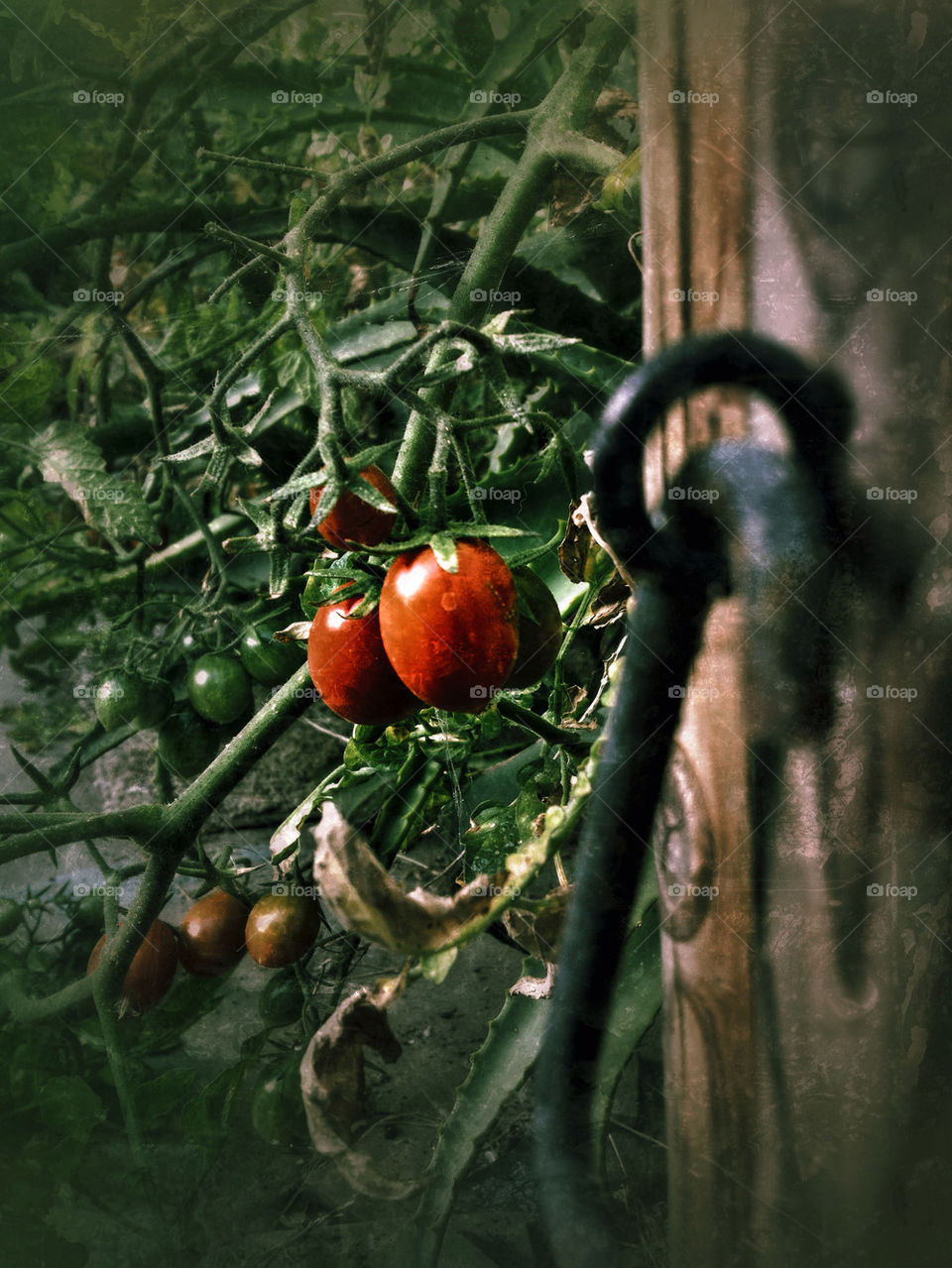 TOMATOES