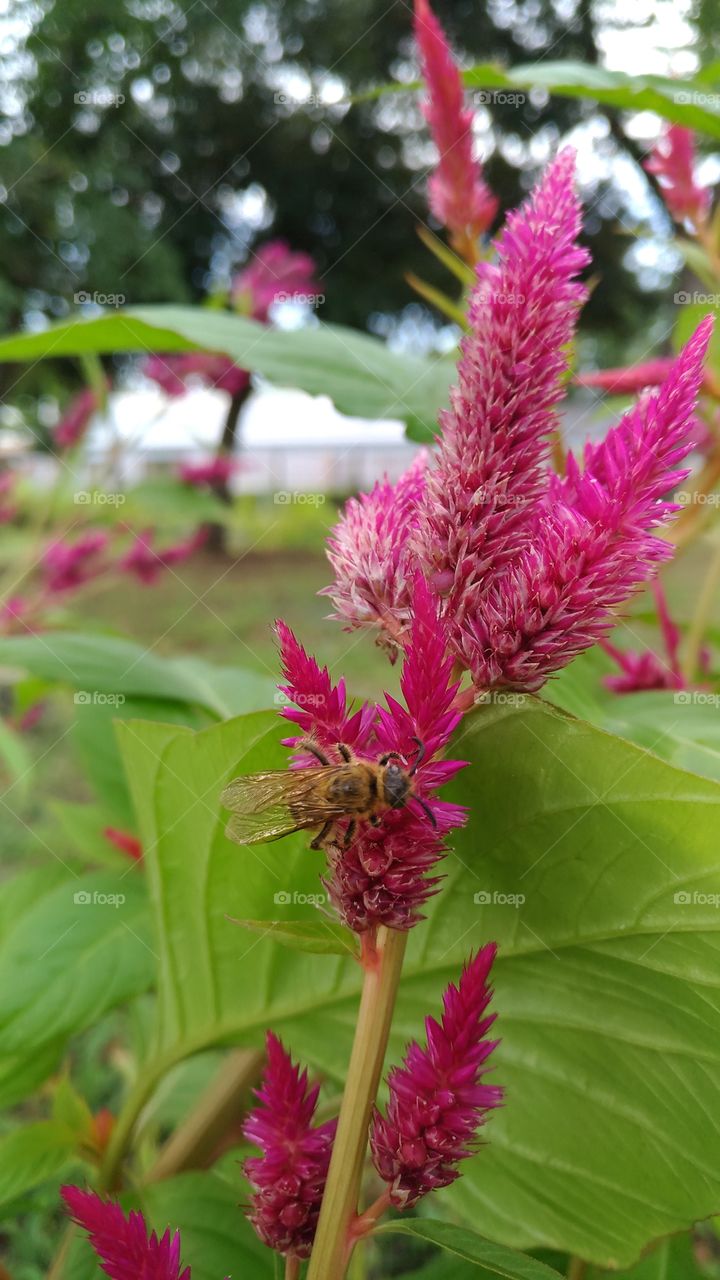 Flower with bee