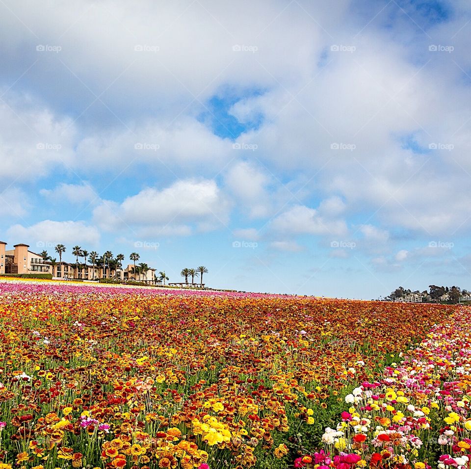 Field of flowers