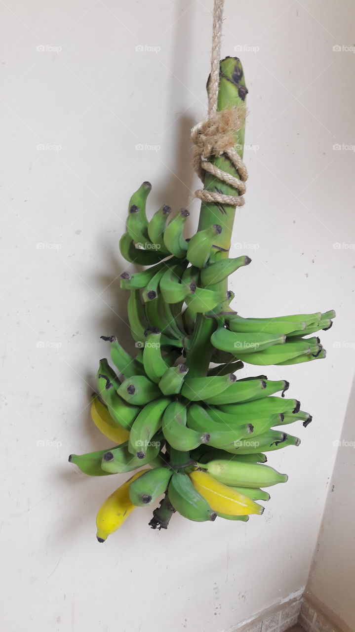 penca de banana