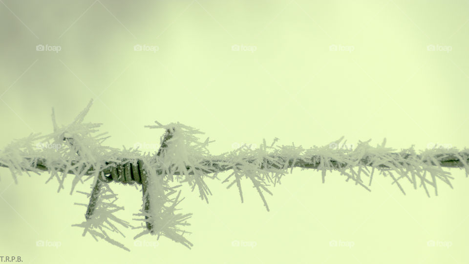 crystallized frost on some barbed wire