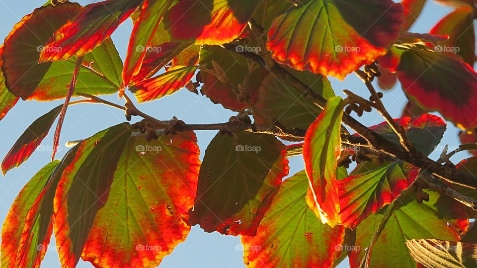 Contrast in colors, blue sky and leaves starting to change