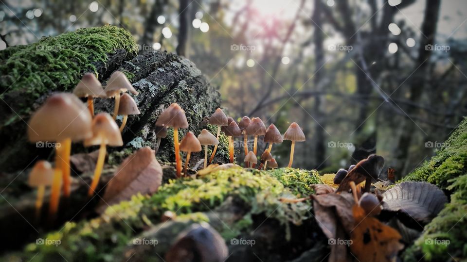 Autumn mushrooms