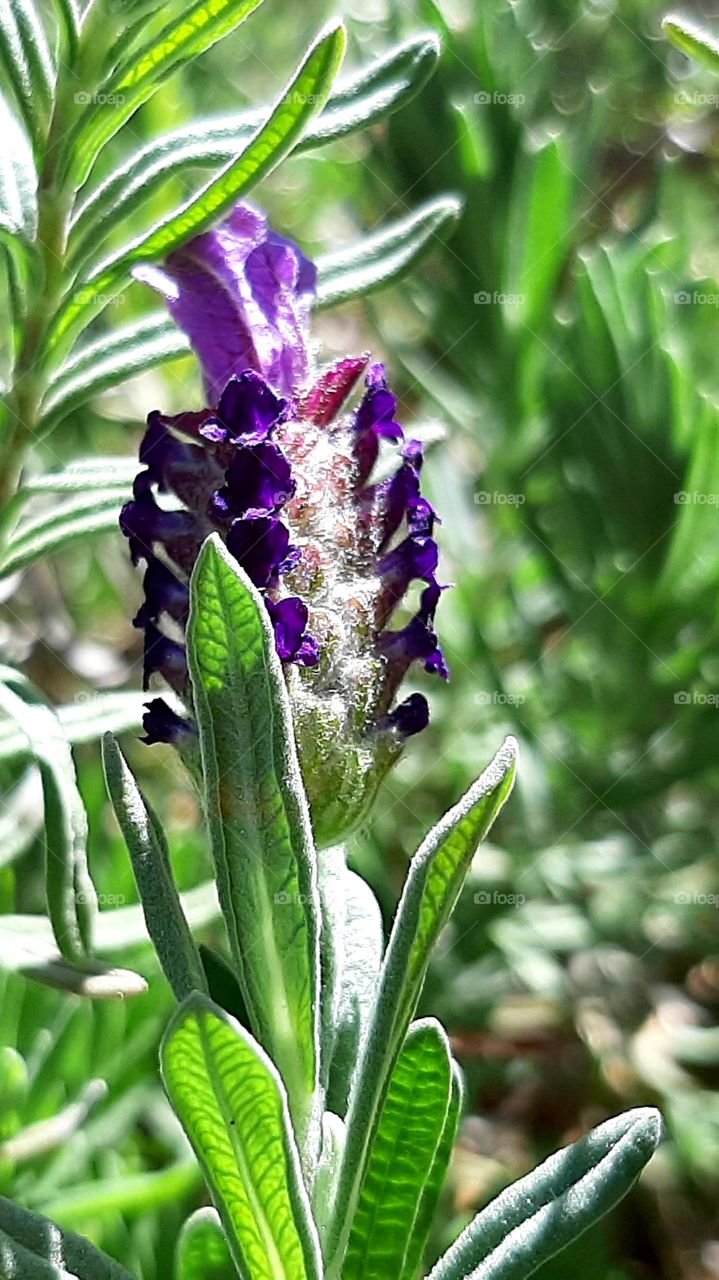 Lavender in bloom