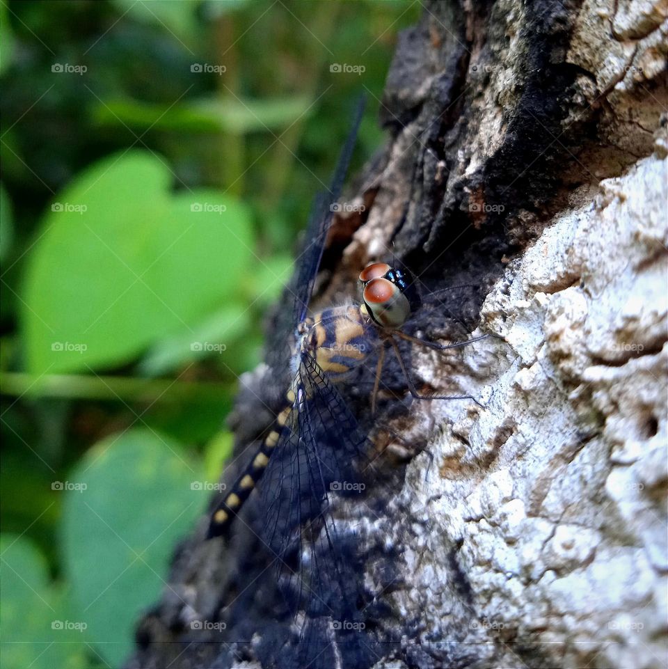 Beige black striped dragonfly on the tree trunk.
