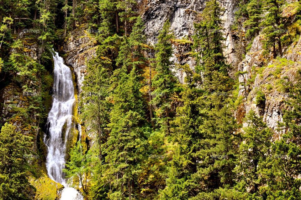 Tree and waterfall