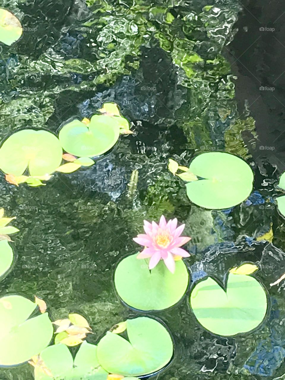 Lily pads