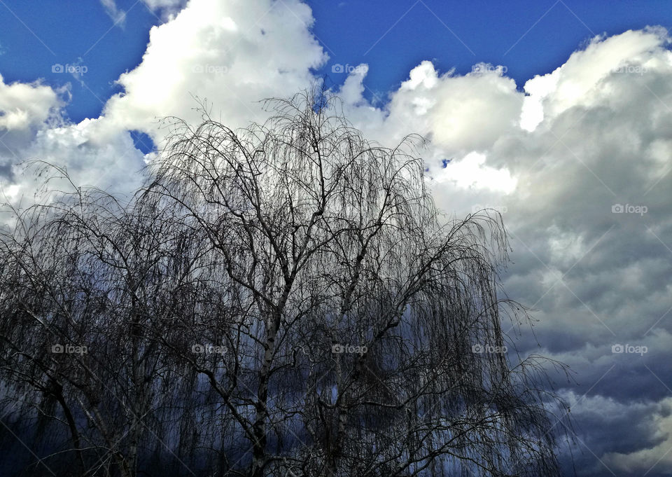 amazing blue sky with perfect white clouds and tree