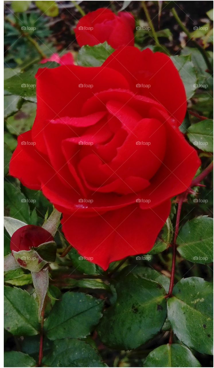 English 🌹, Brockwell Park- South London , my favourite relaxation place