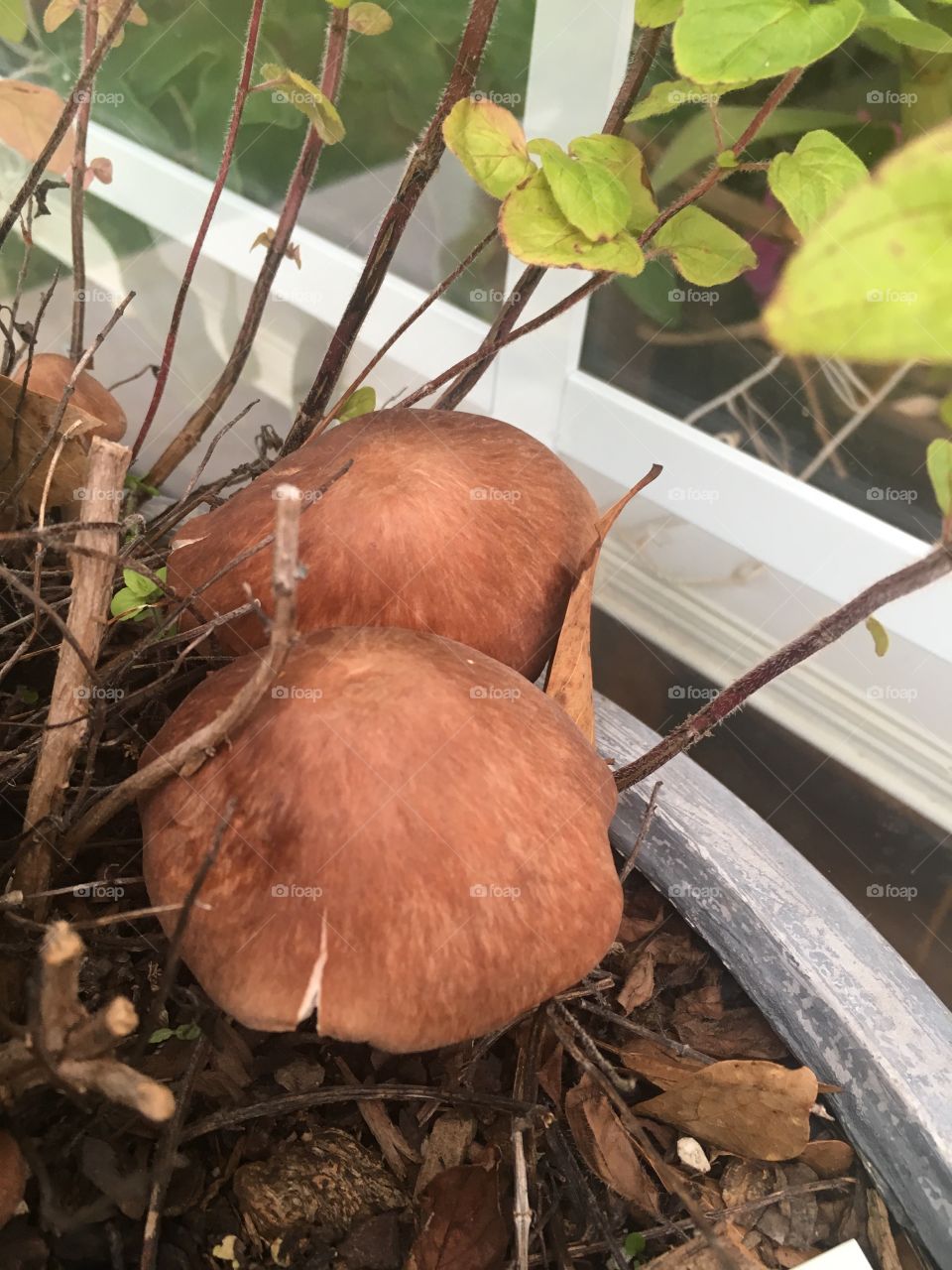 Mushroom in with the herbs 