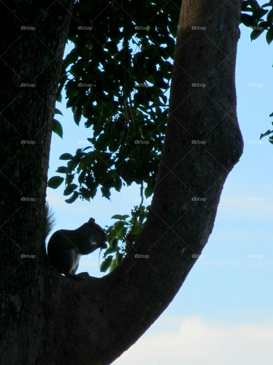 Squirrel silhouette in tree. Squirrel silhouette in tree