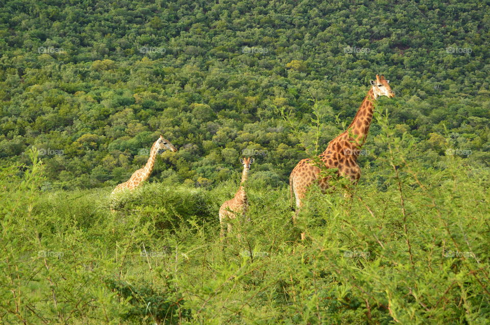 Nature, Wildlife, Giraffe, Mammal, Wild