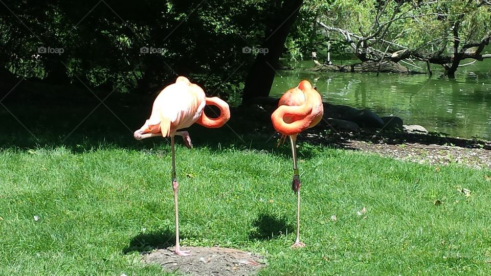 flamingoes in the sun