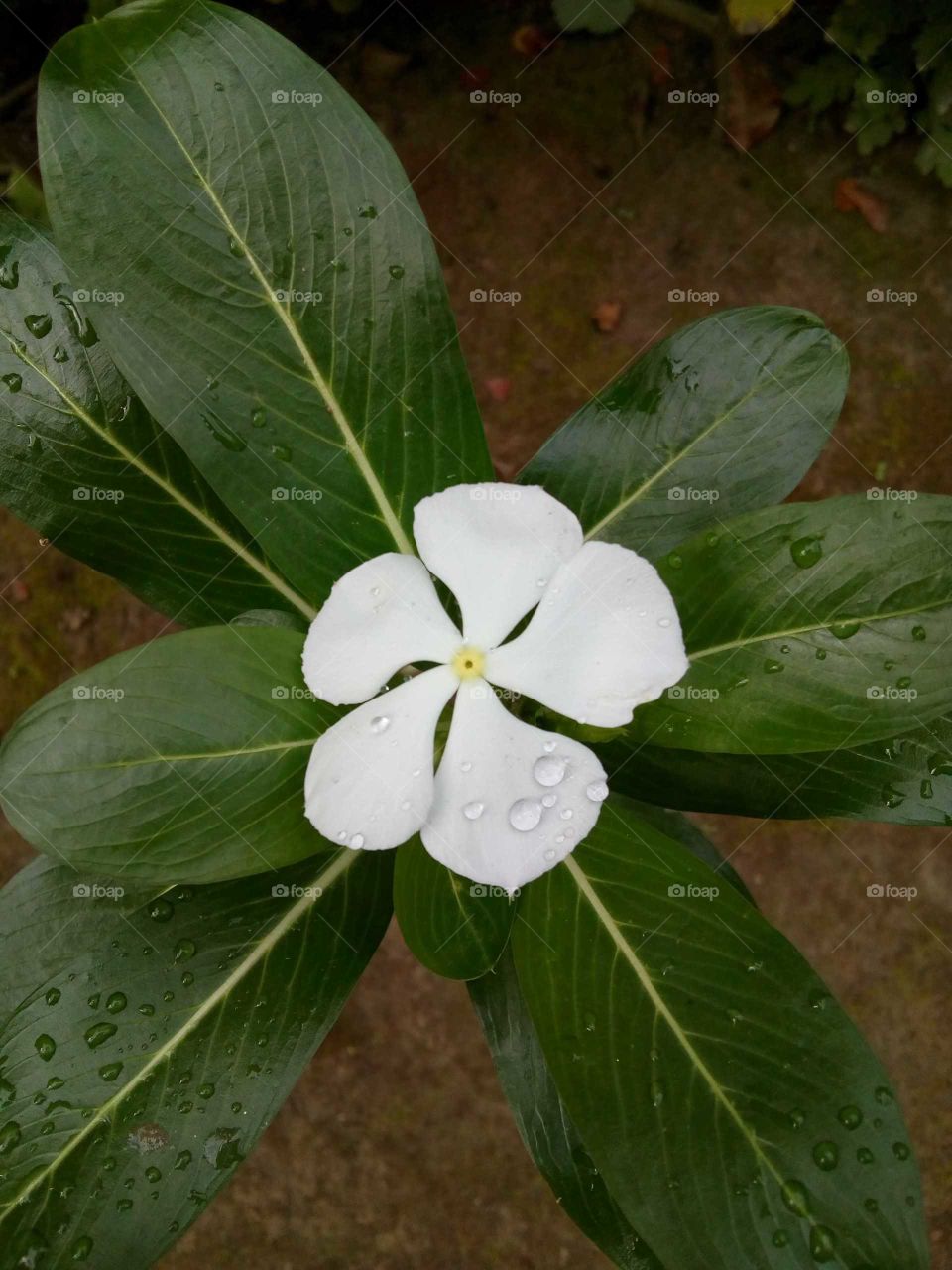 WHITE CATHARANTHUS ROSEUS.