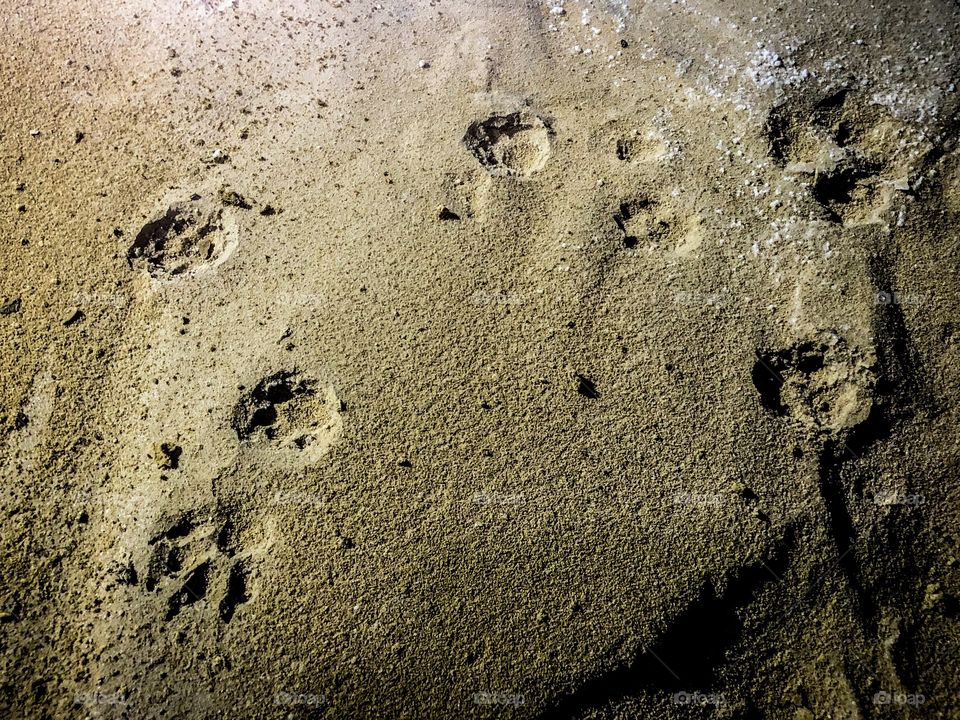 Fox tracks inside a cave