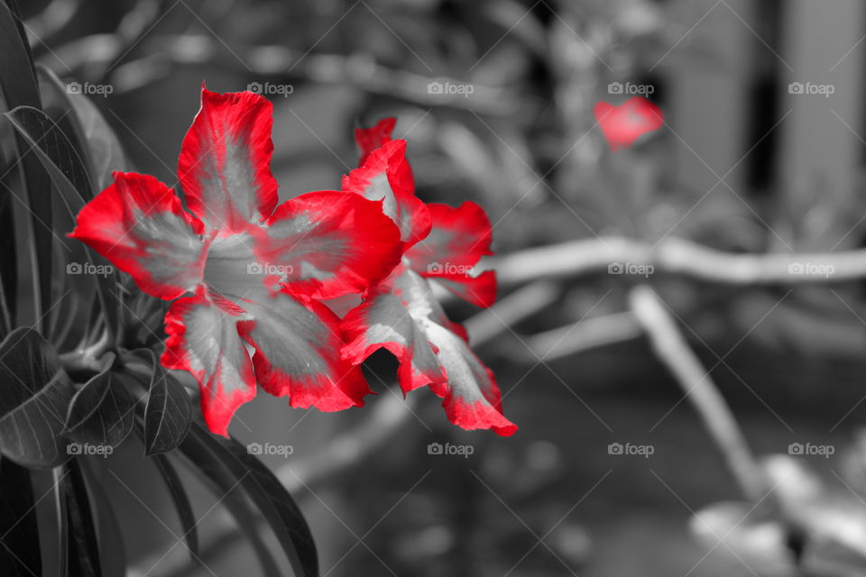 Red flower lmpala Lily