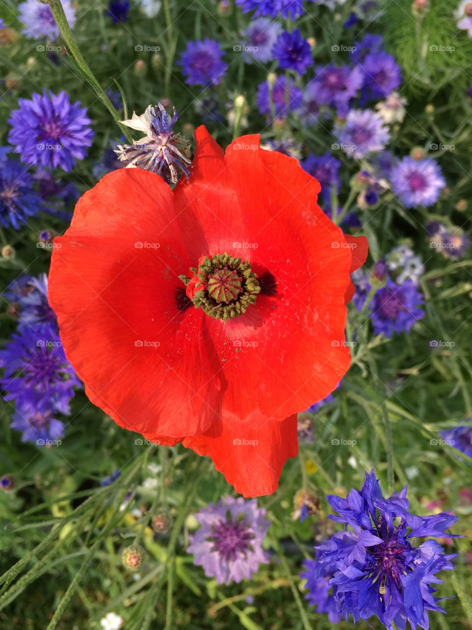 Red poppy flower