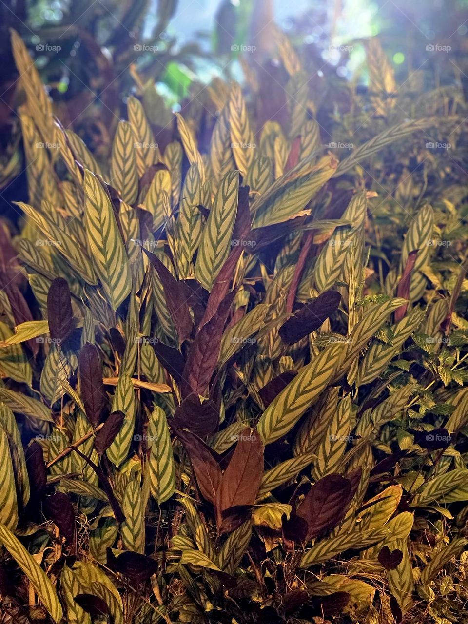 standing leaves urban plants in the park