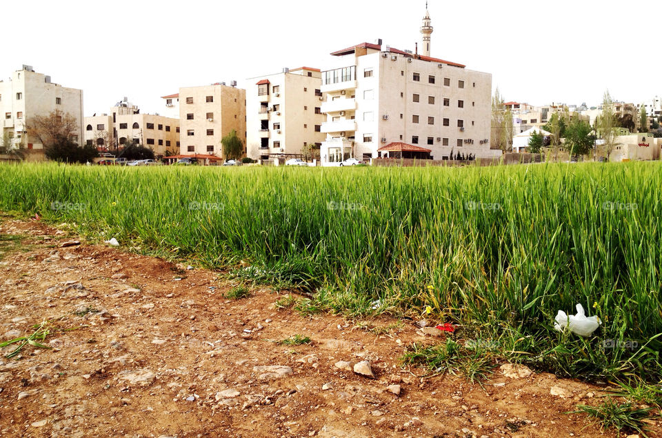 sky green spring ground by a.bilbaisi