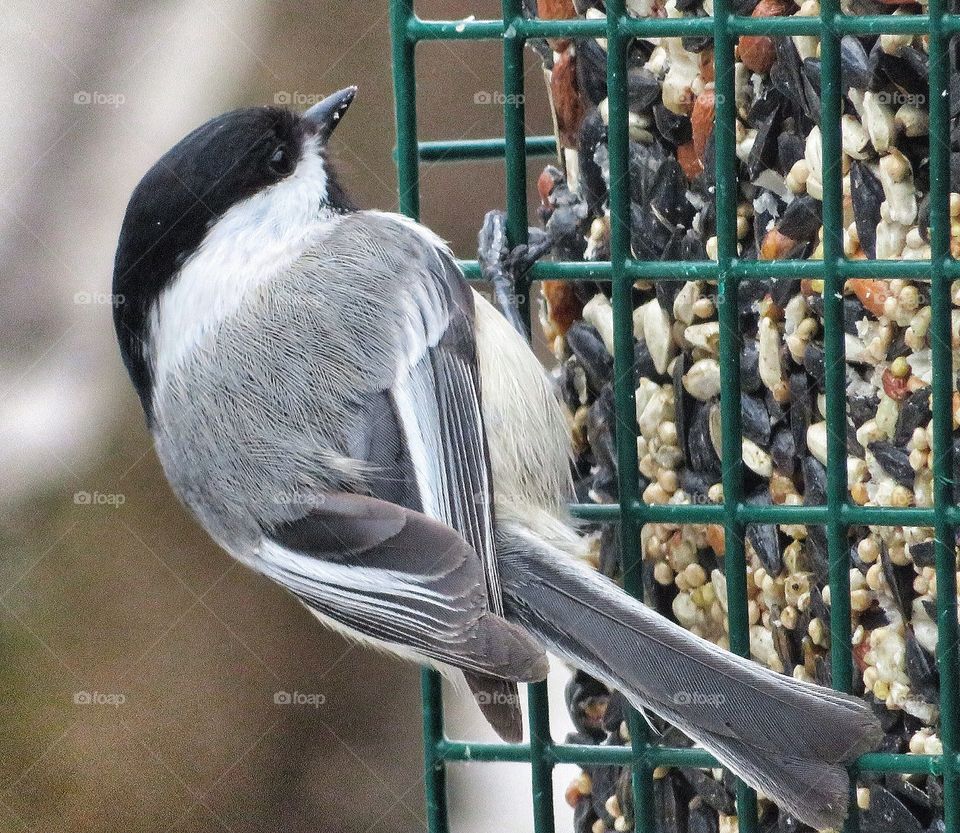 My Yard chickadee 