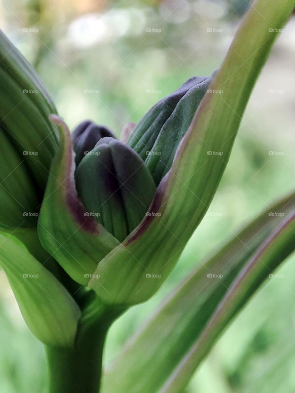 Macro photo of a summer plants