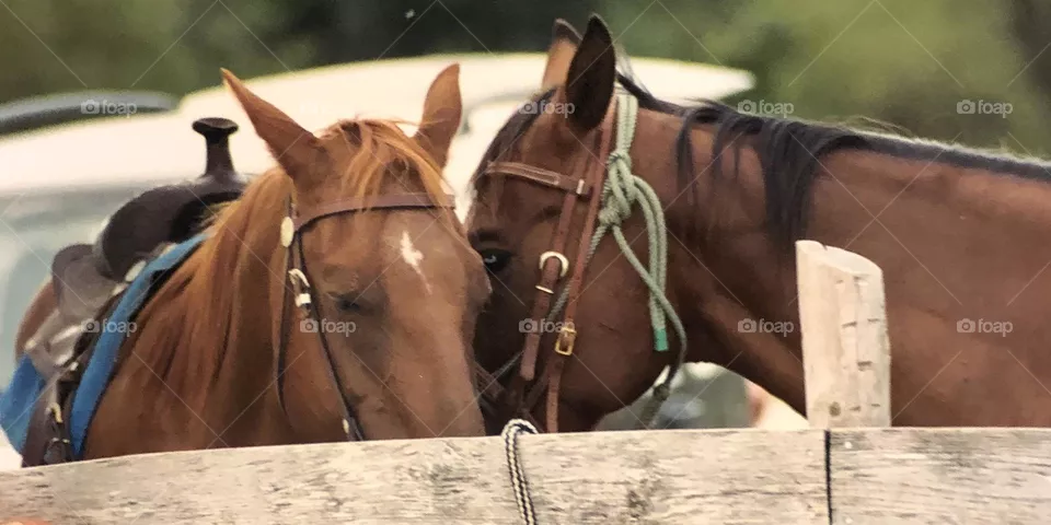 Horse Love