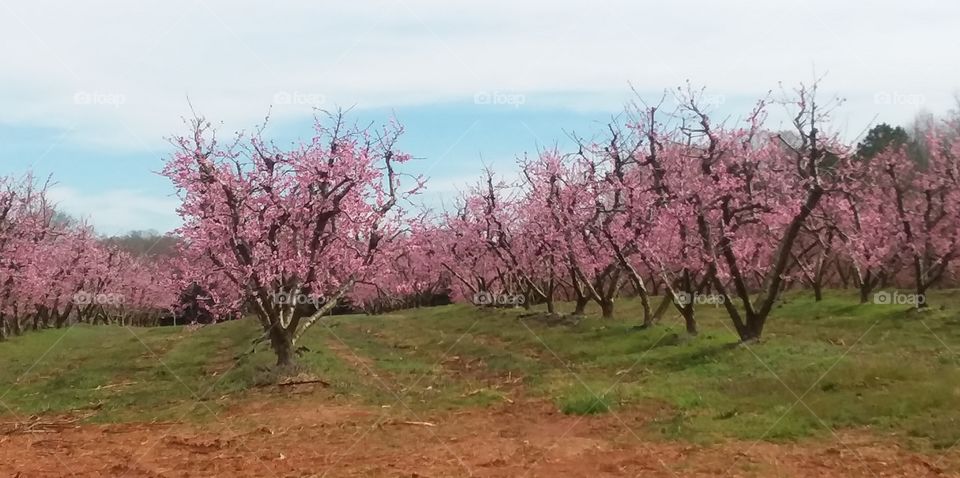 peach trees in the spring