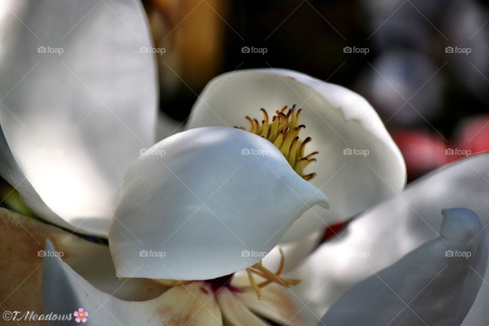 Magnolia Close-up