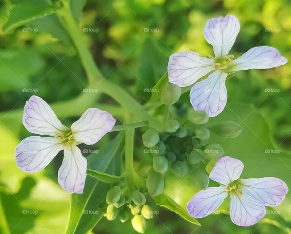Macro flower with white Petals on green background.