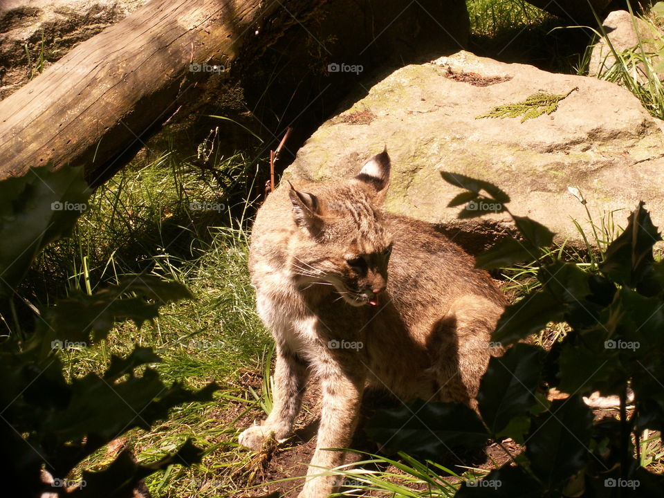 Bobcat sticking out it's tongue. . Bobcat at the Portland Zoo. 