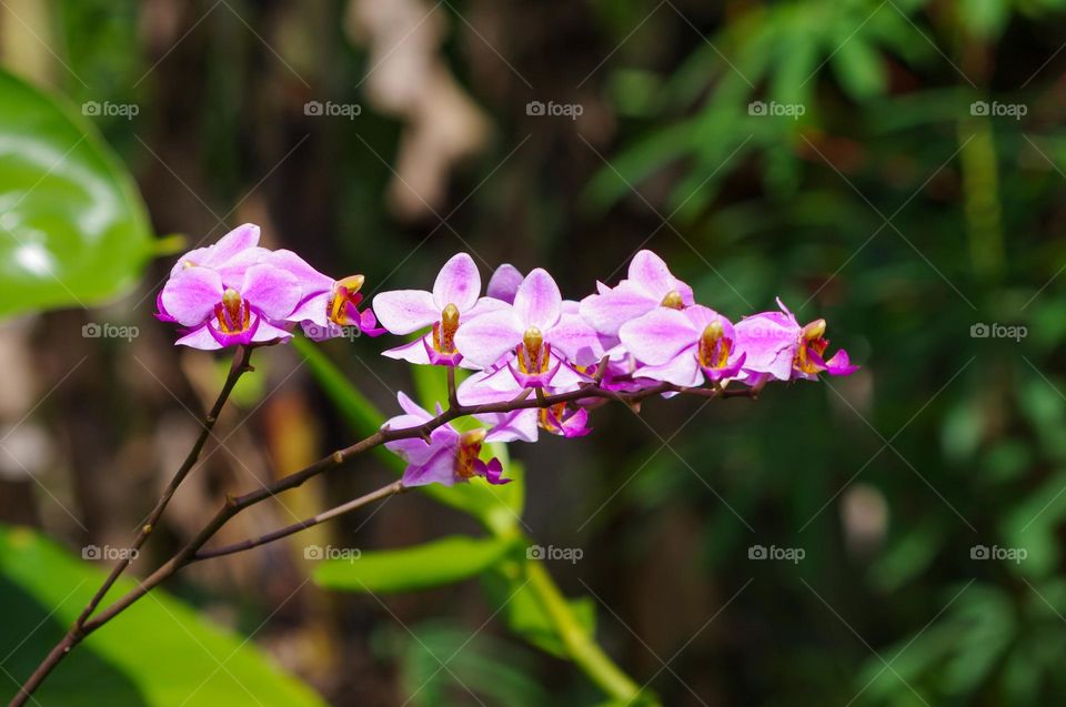 pink orchid