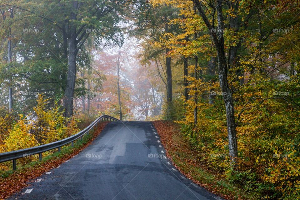 Driving through the autumn