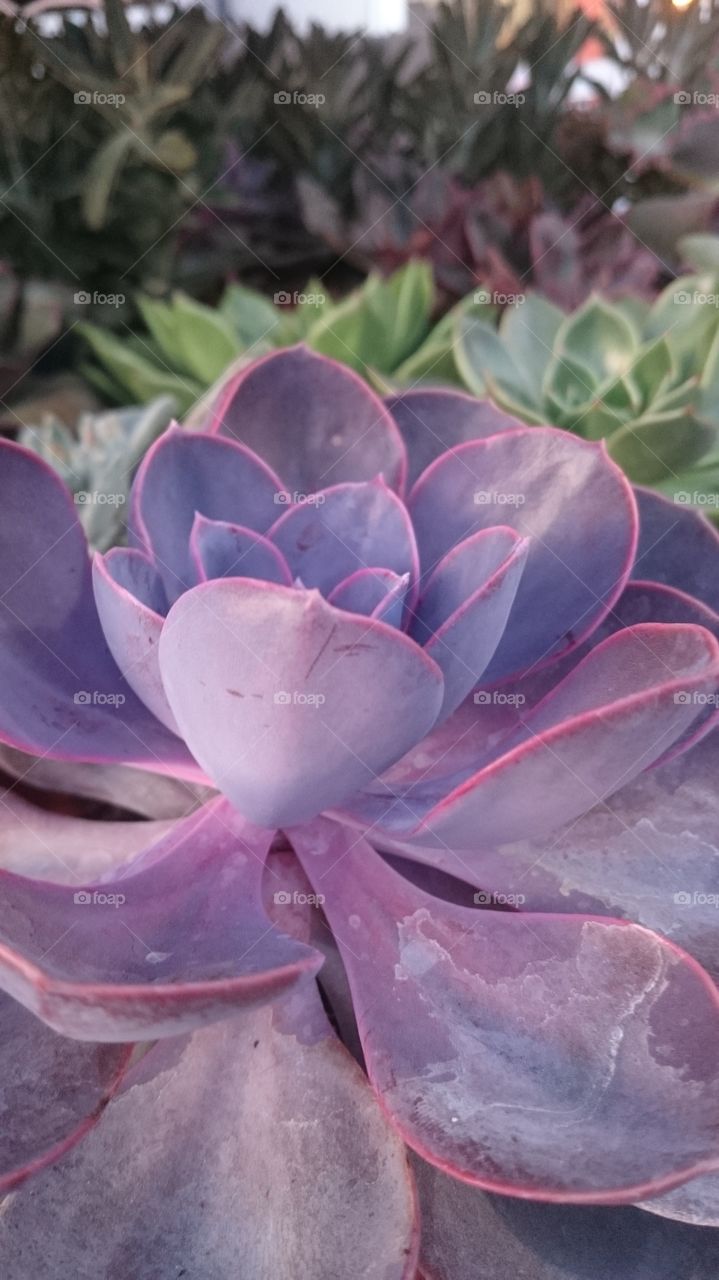 Purple cactus